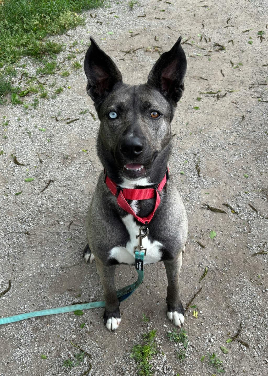Siberian Husky