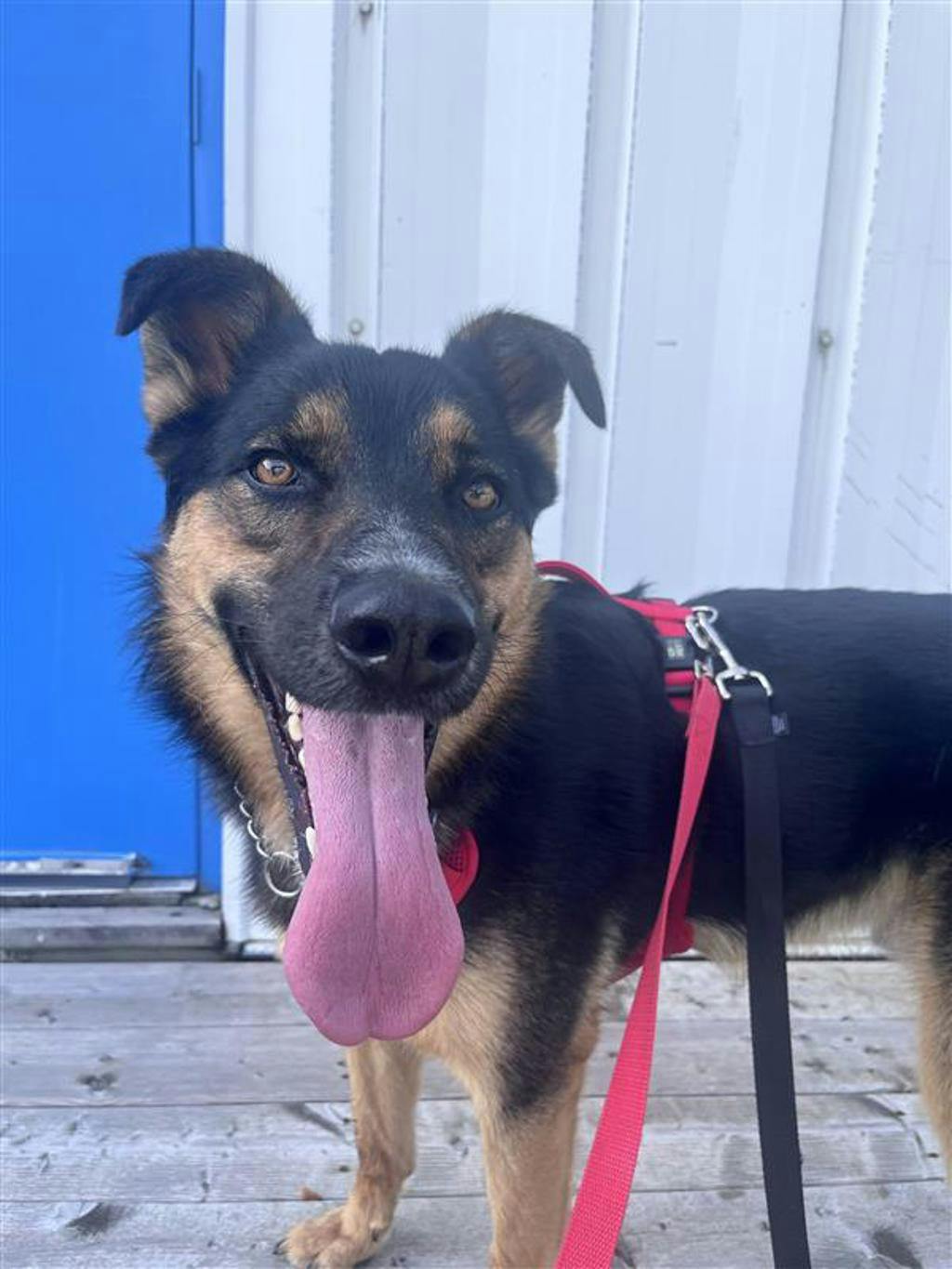 German Shepherd