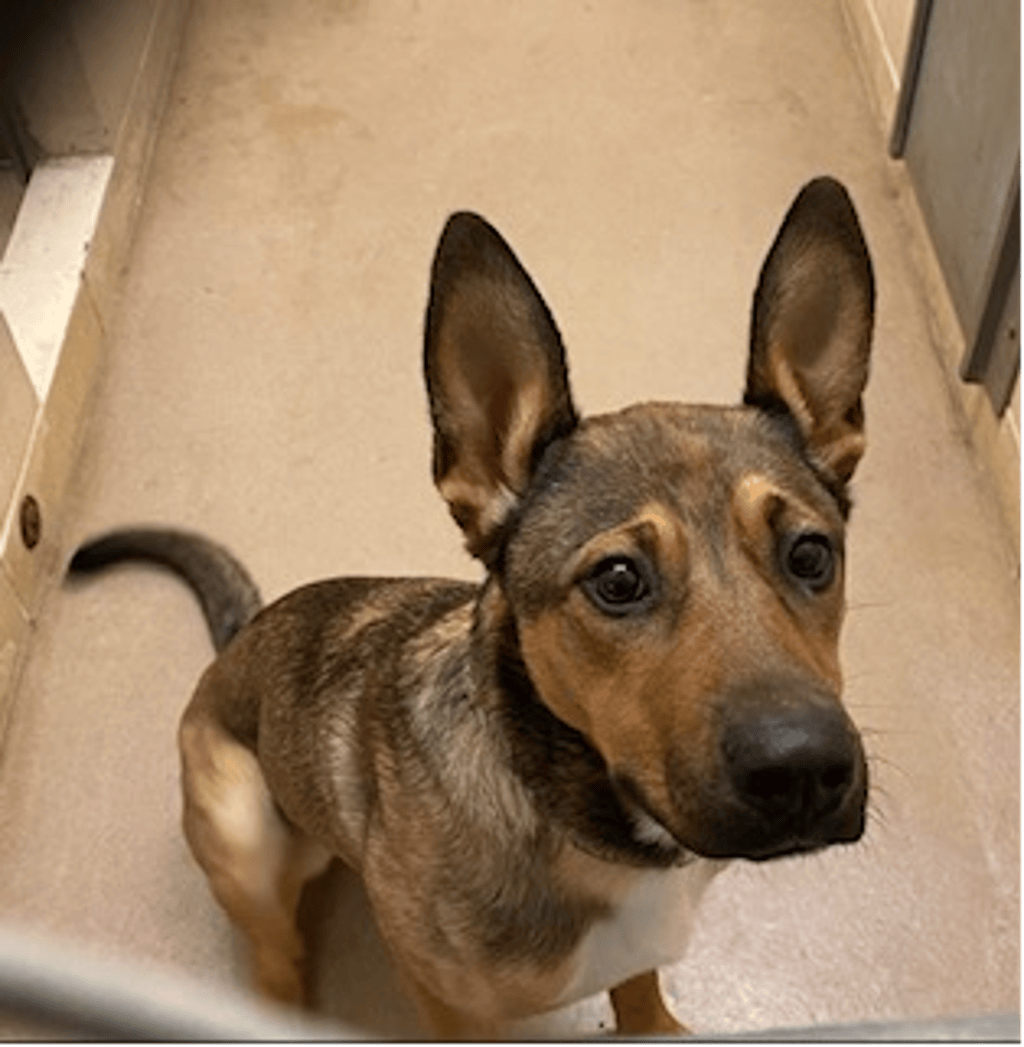 German Shepherd