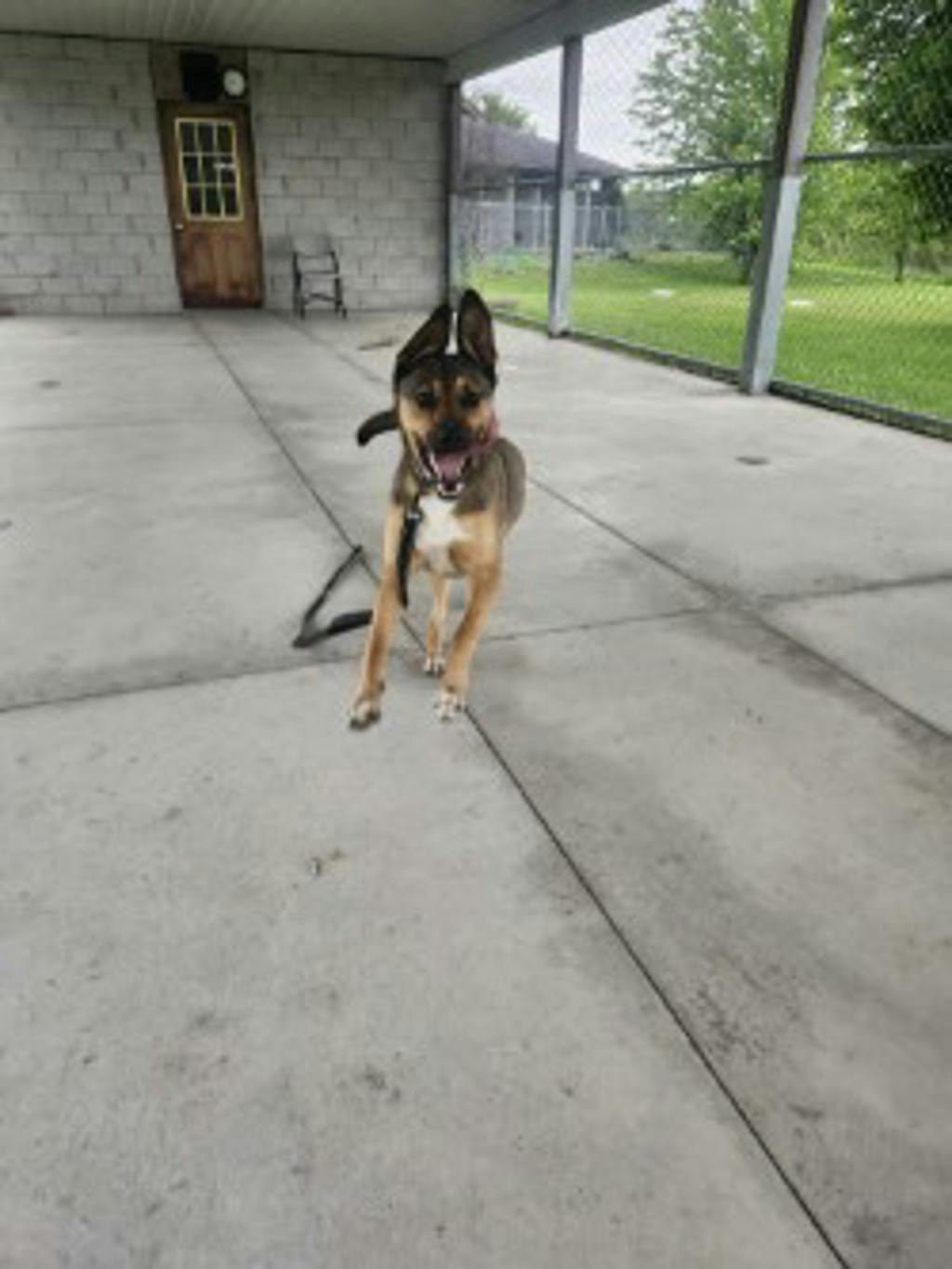 Alfie Image