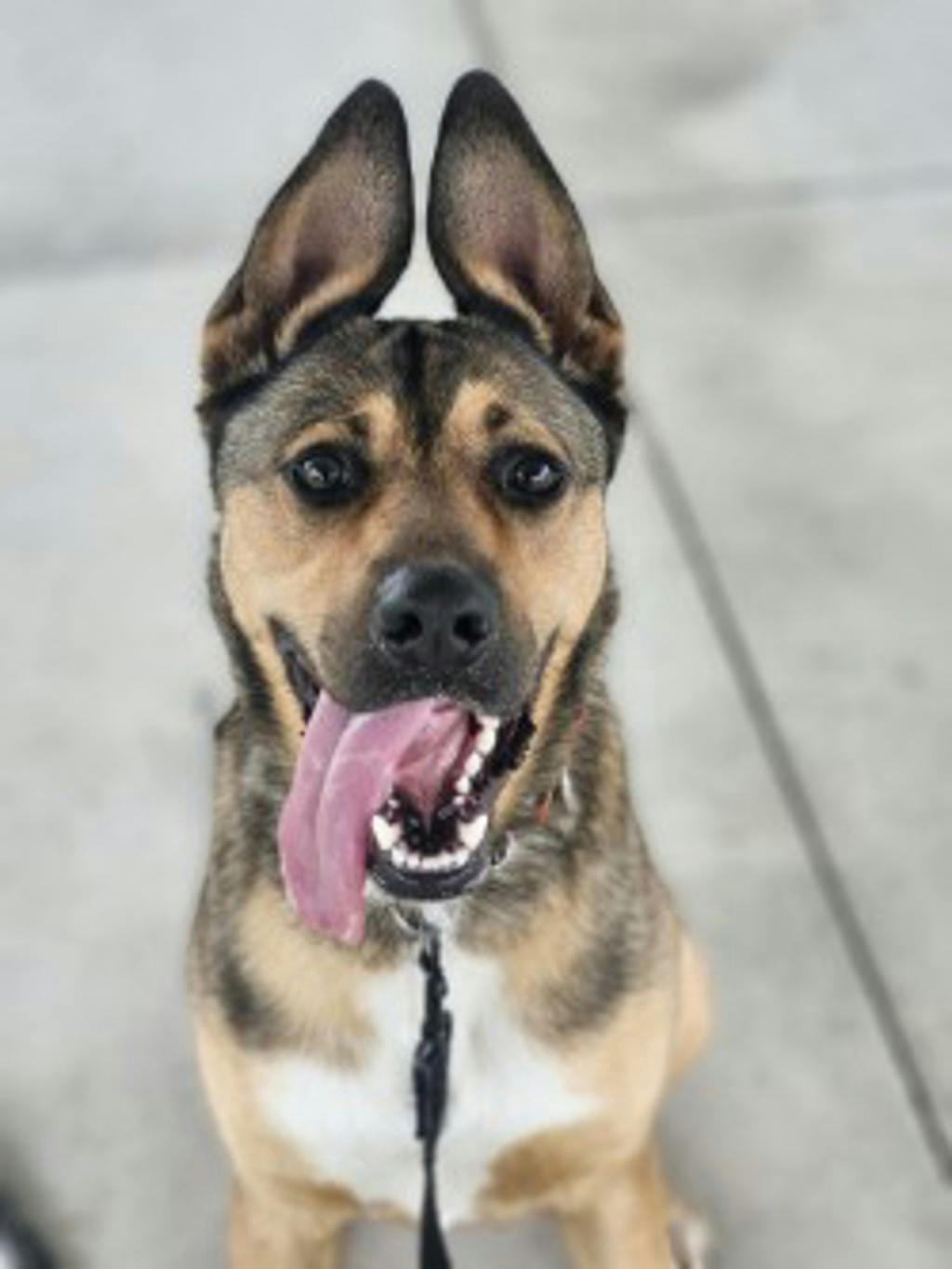 Alfie Image