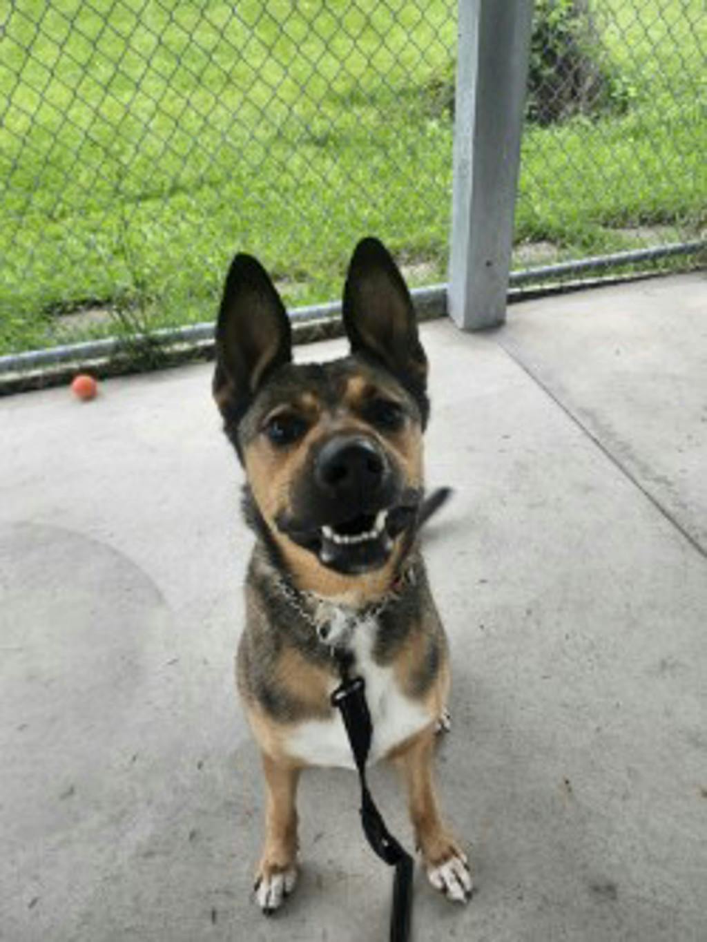 Alfie Image