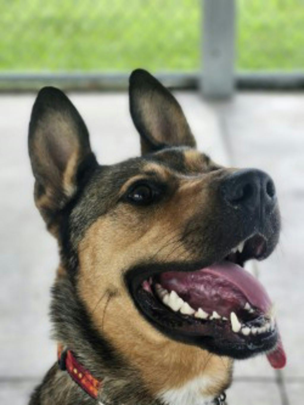 Alfie Image