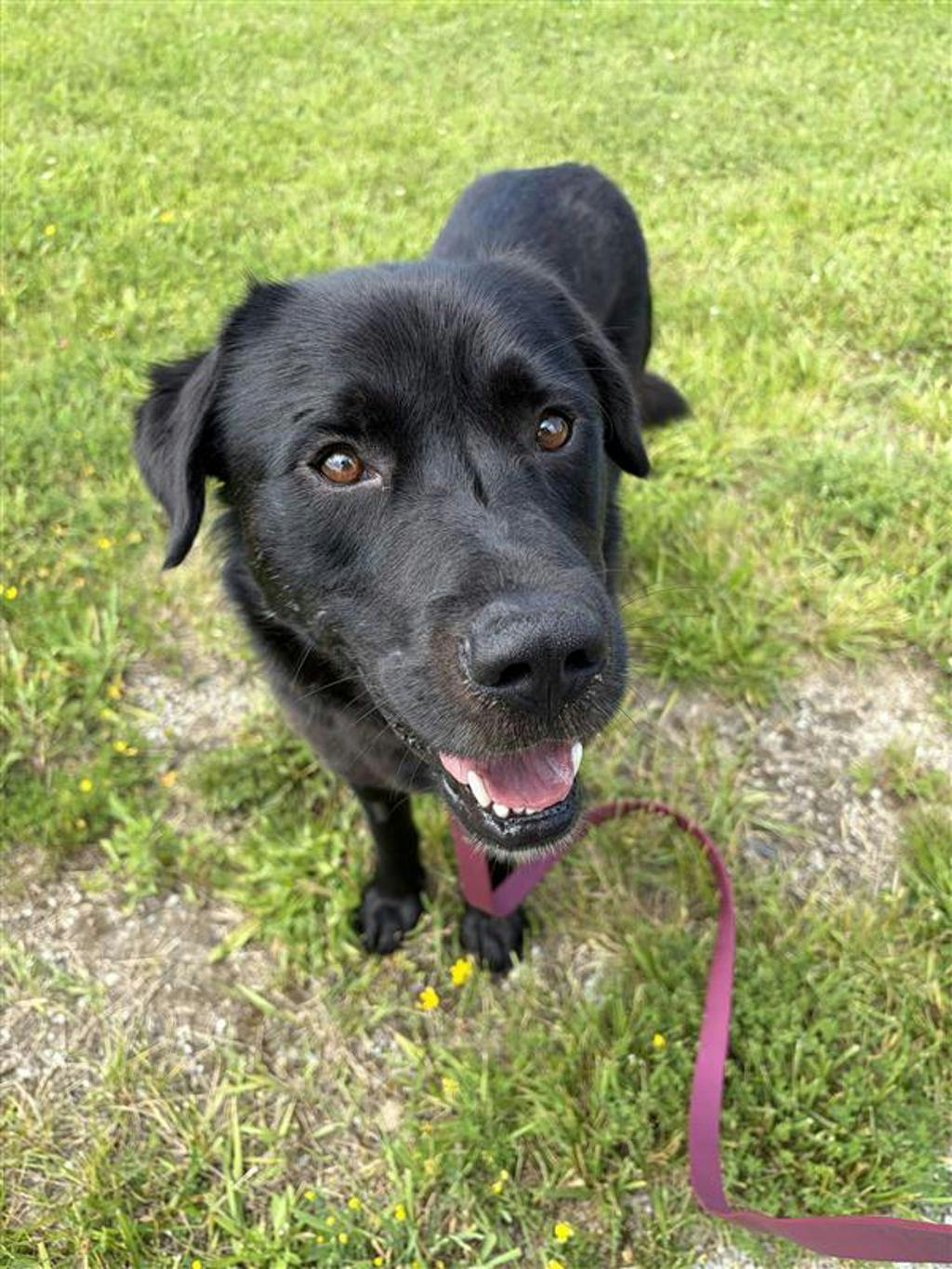 Labrador Retriever