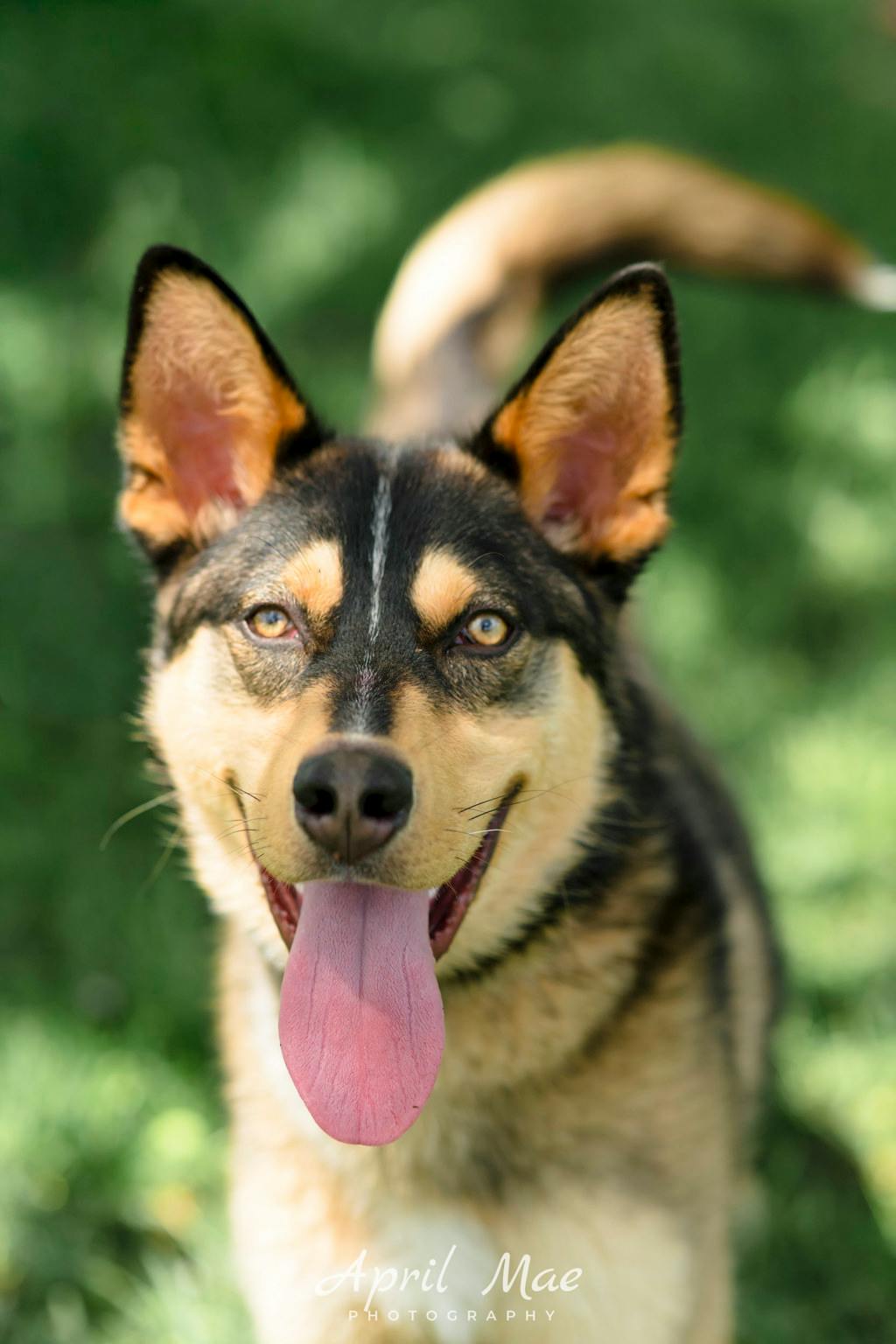 Siberian Husky