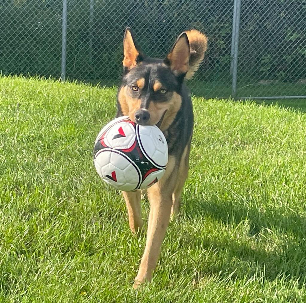 Gambit, a 1 year old Tan Male Husky Mixed Dog