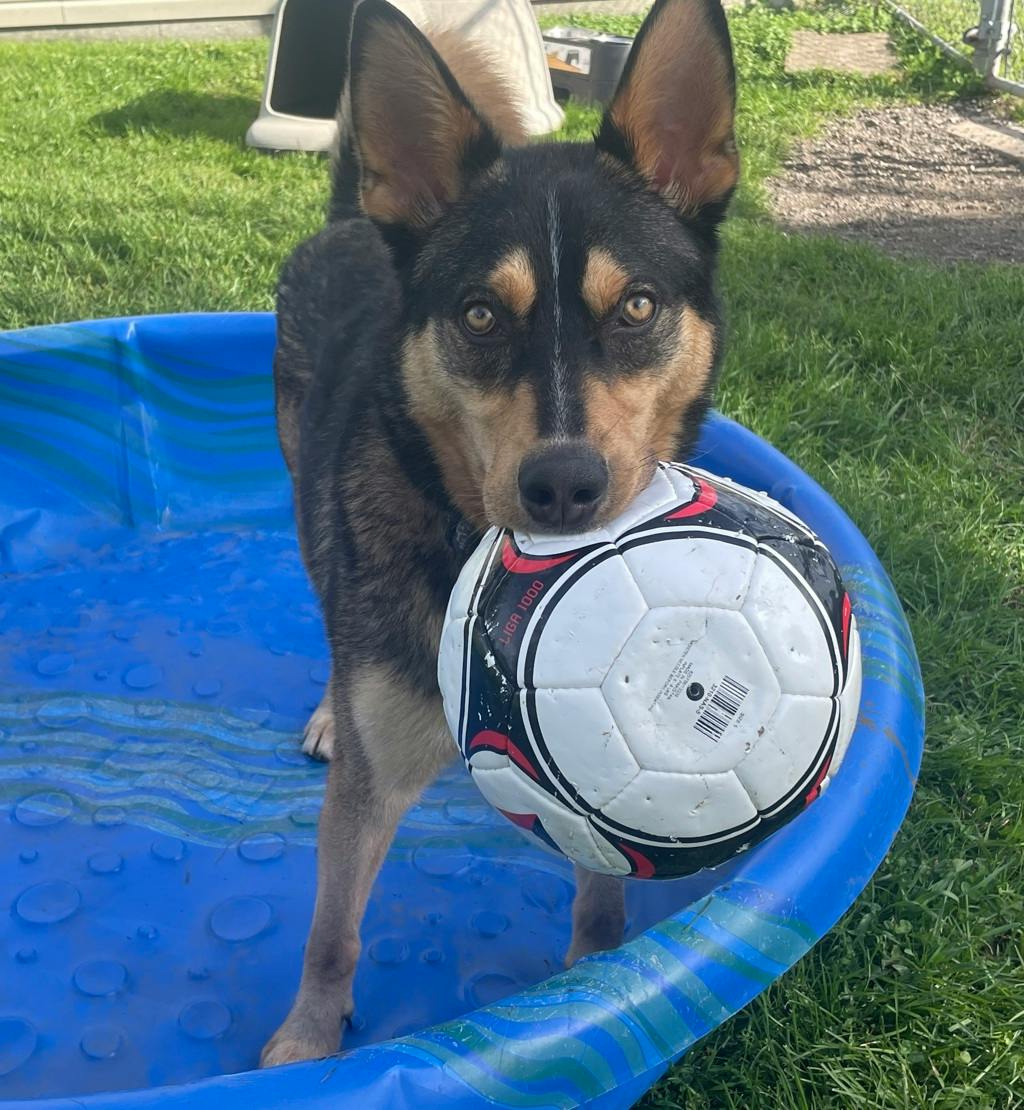 Gambit, a 1 year old Tan Male Husky Mixed Dog
