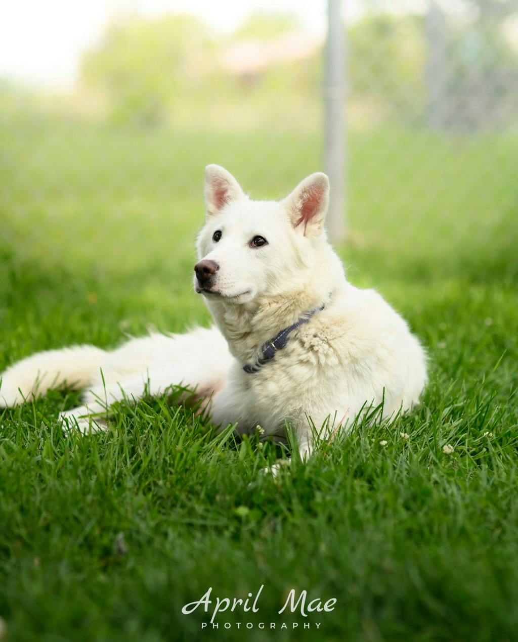 Siberian Husky
