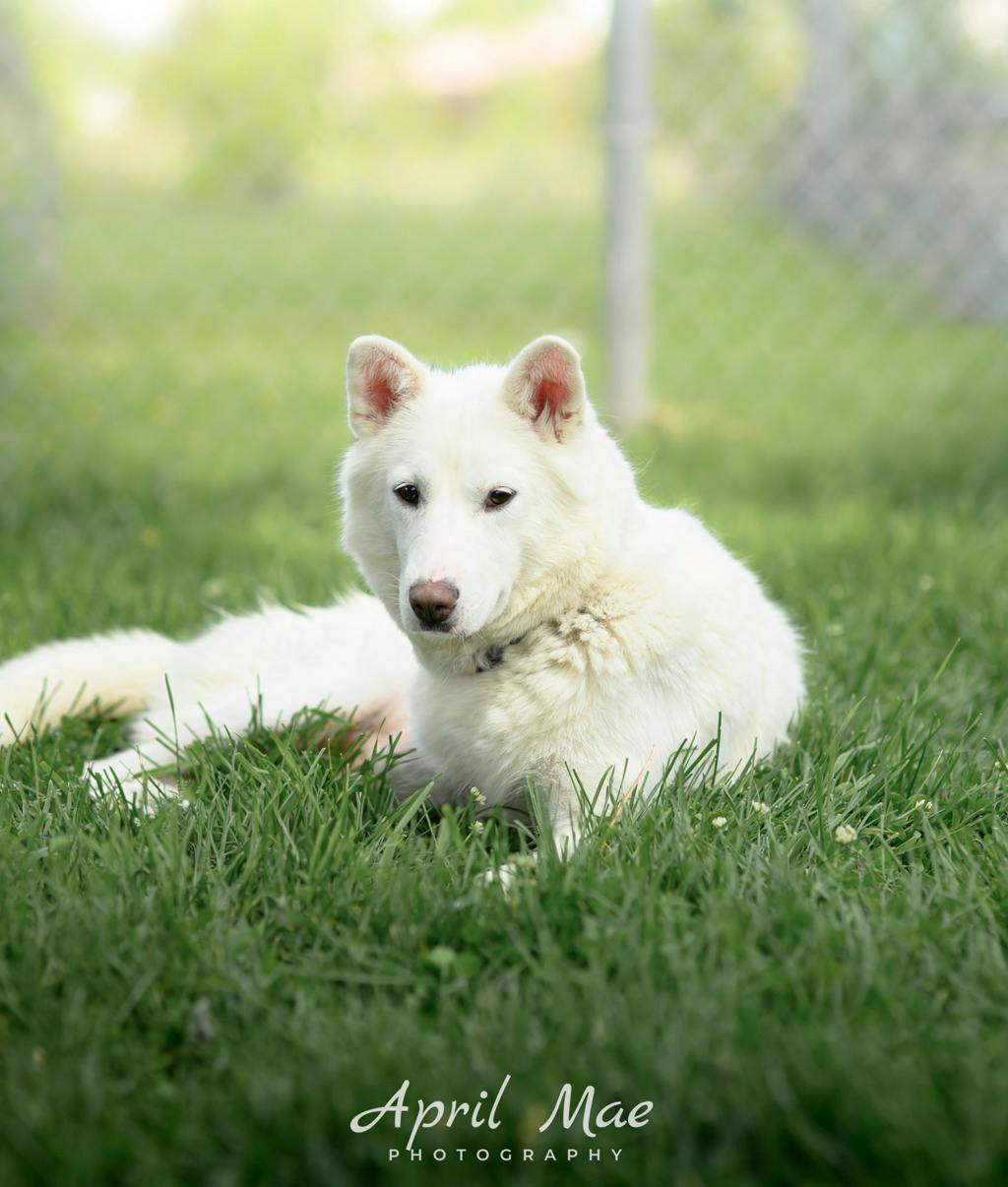 Snowball Image