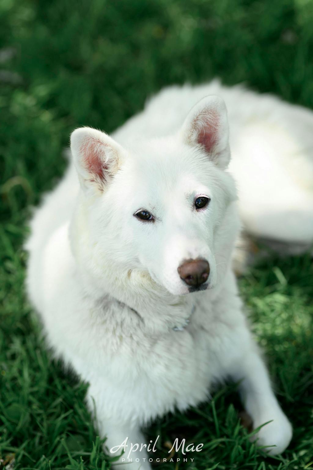 Snowball Image