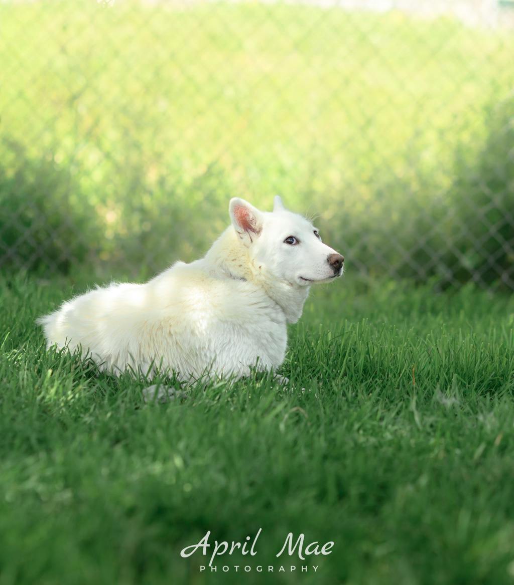 Snowball Image
