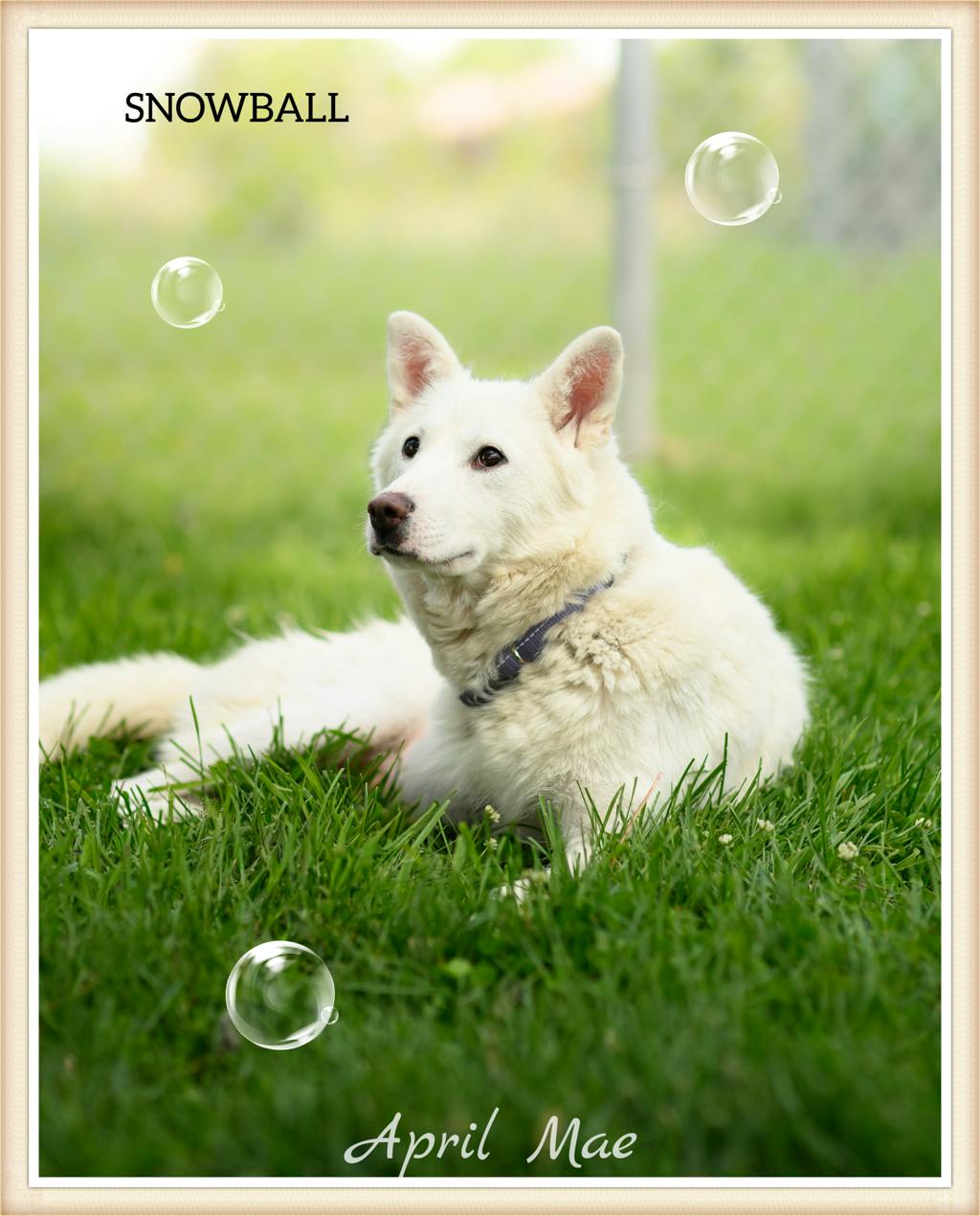 Siberian Husky