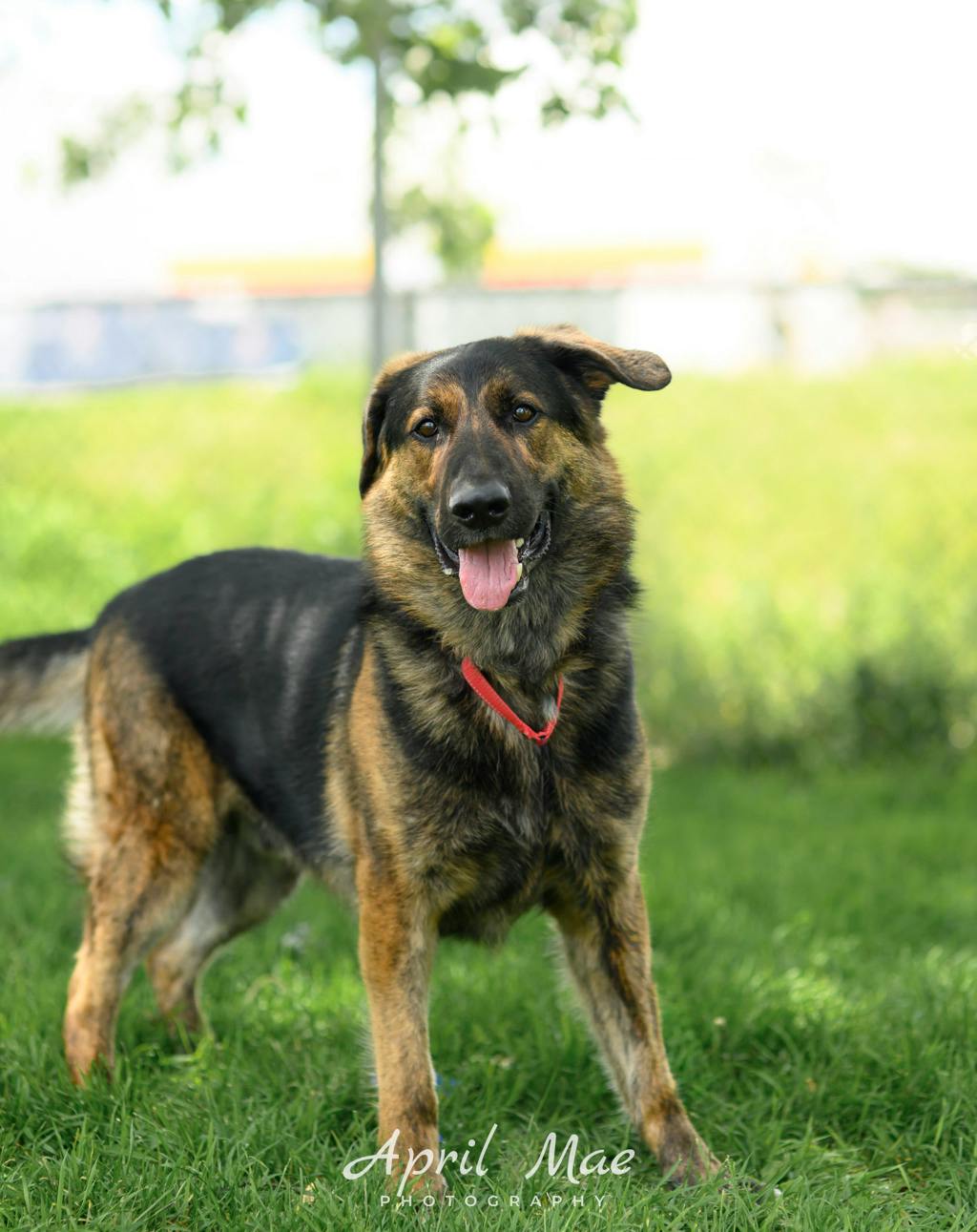 Shepherd