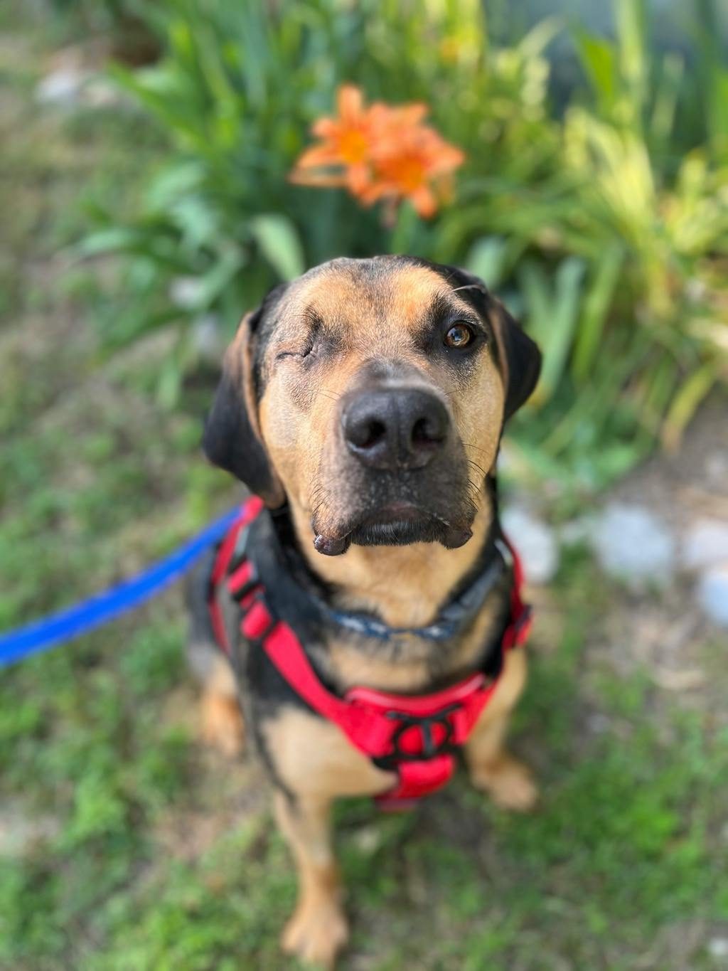 Catahoula Leopard Dog