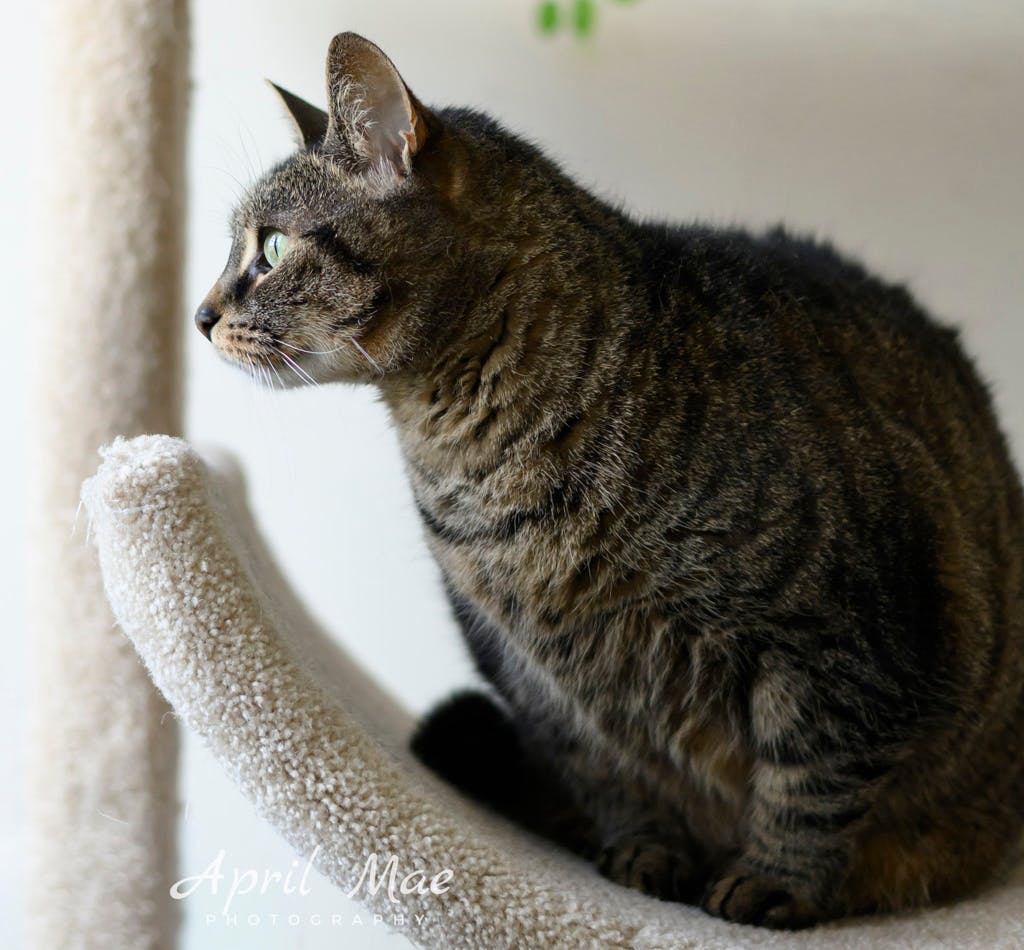 Harlow Image