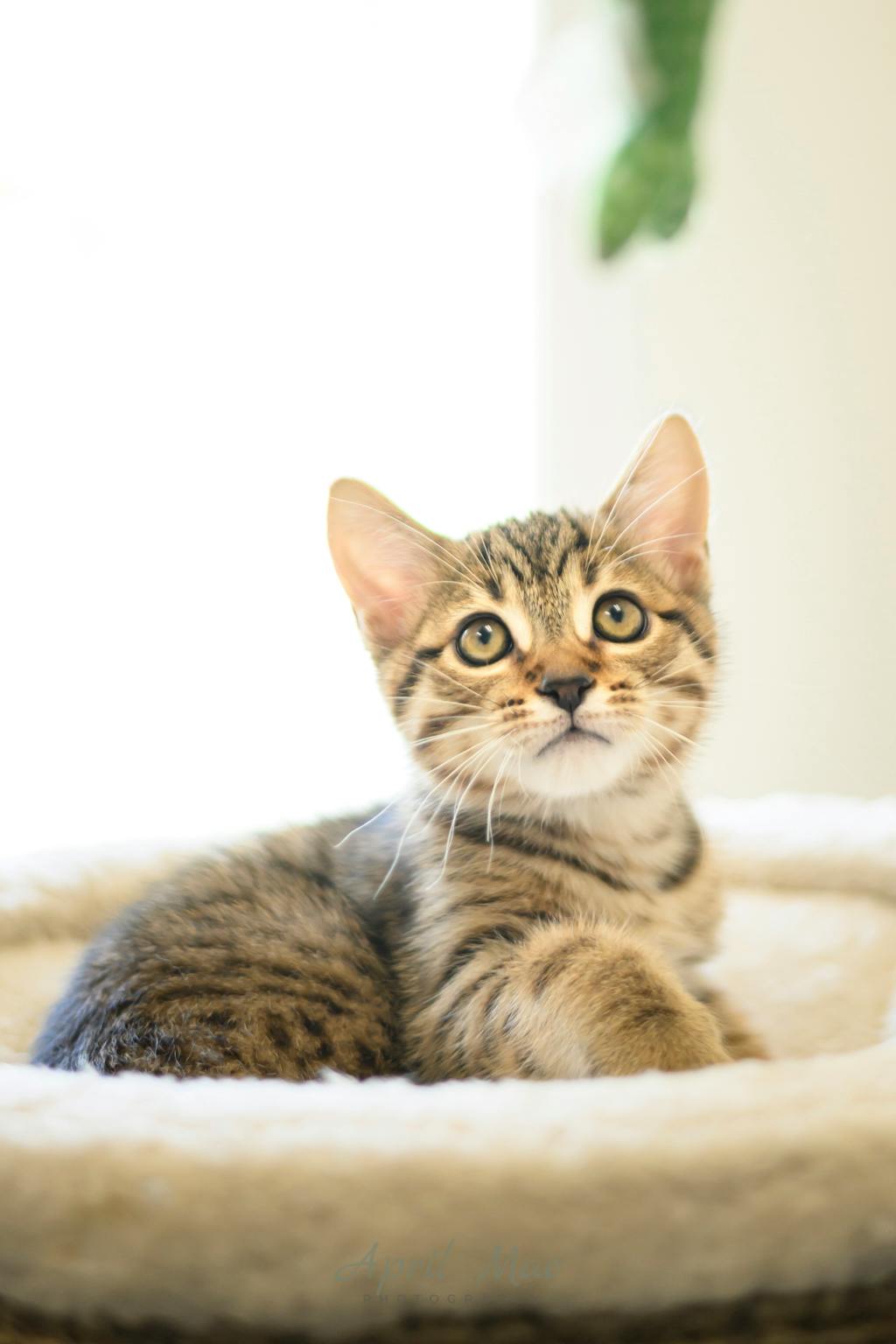 Guava (petsmart Orangeville) Image
