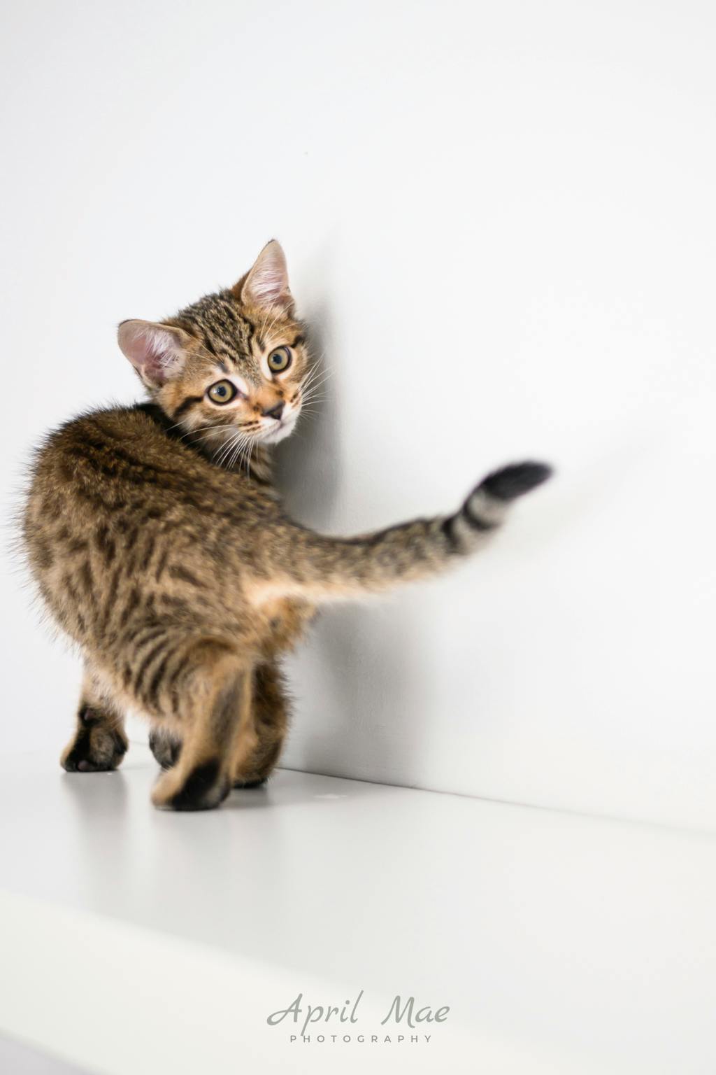 Guava (petsmart Orangeville) Image