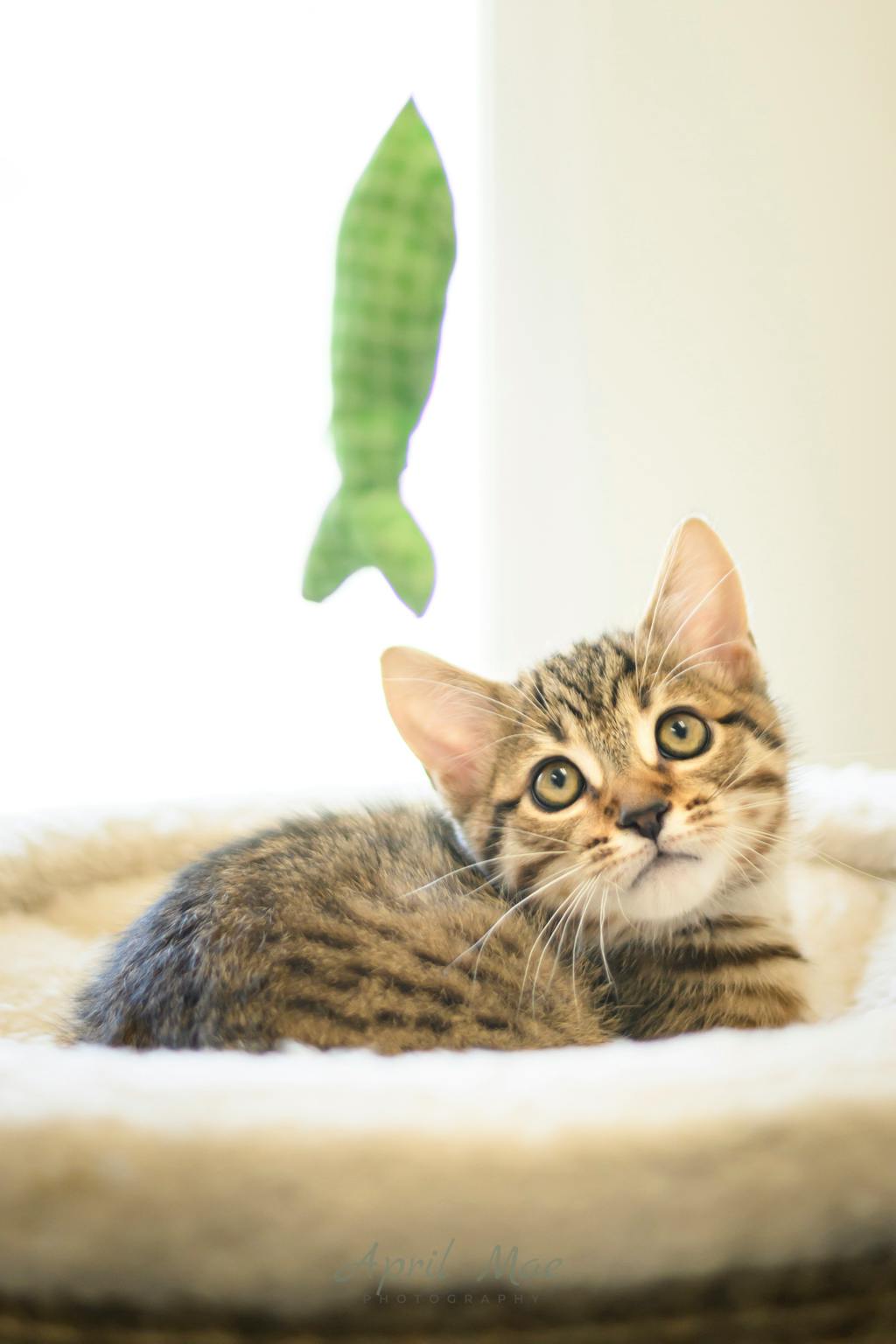 Guava (petsmart Orangeville) Image