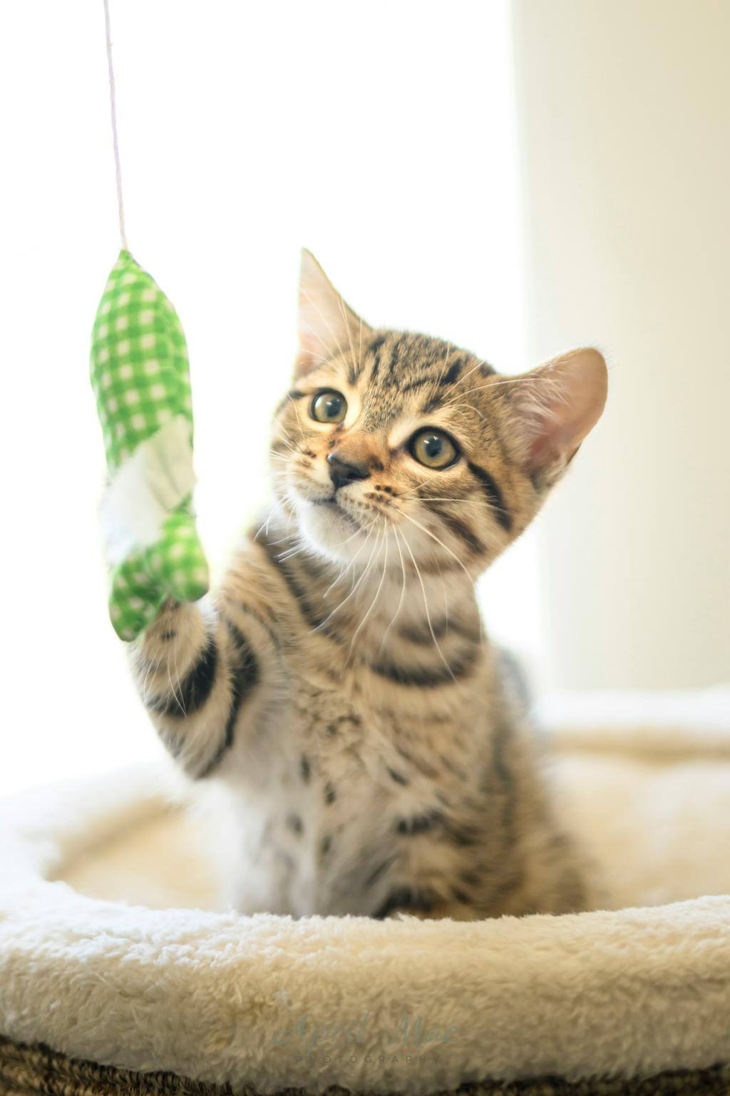 Guava (petsmart Orangeville) Image