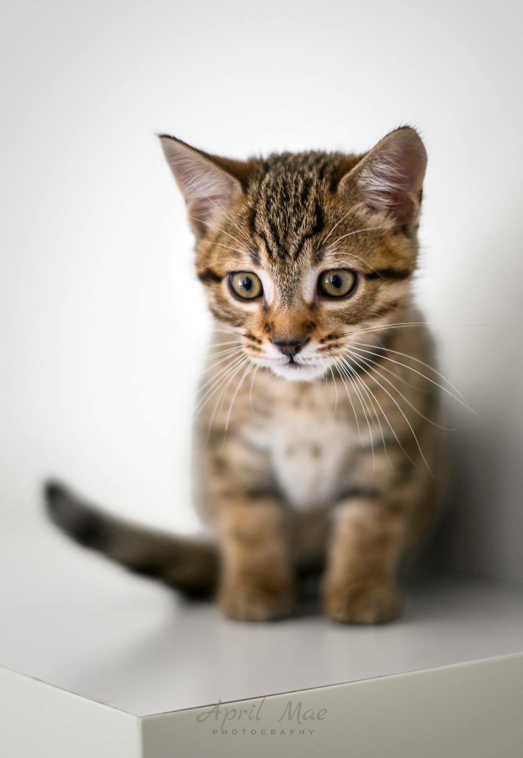 Guava (petsmart Orangeville) Image