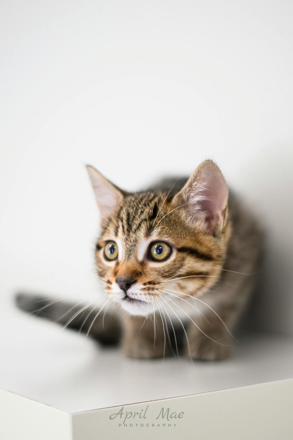 Guava (petsmart Orangeville) Image