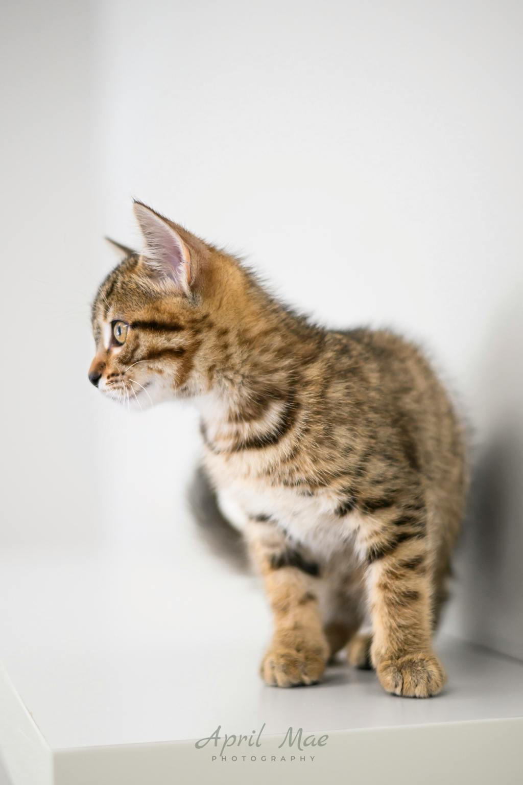 Guava (petsmart Orangeville) Image