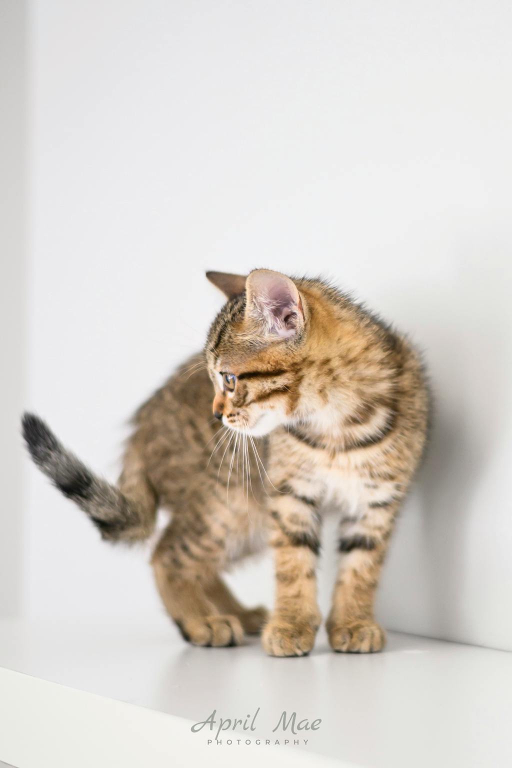 Guava (petsmart Orangeville) Image