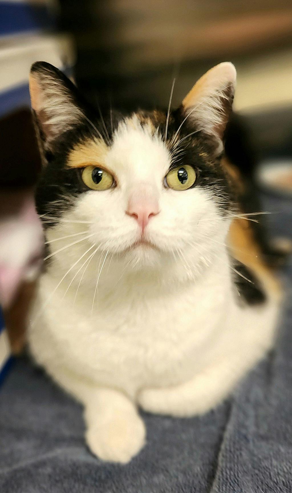 Munch(petsmart) Image