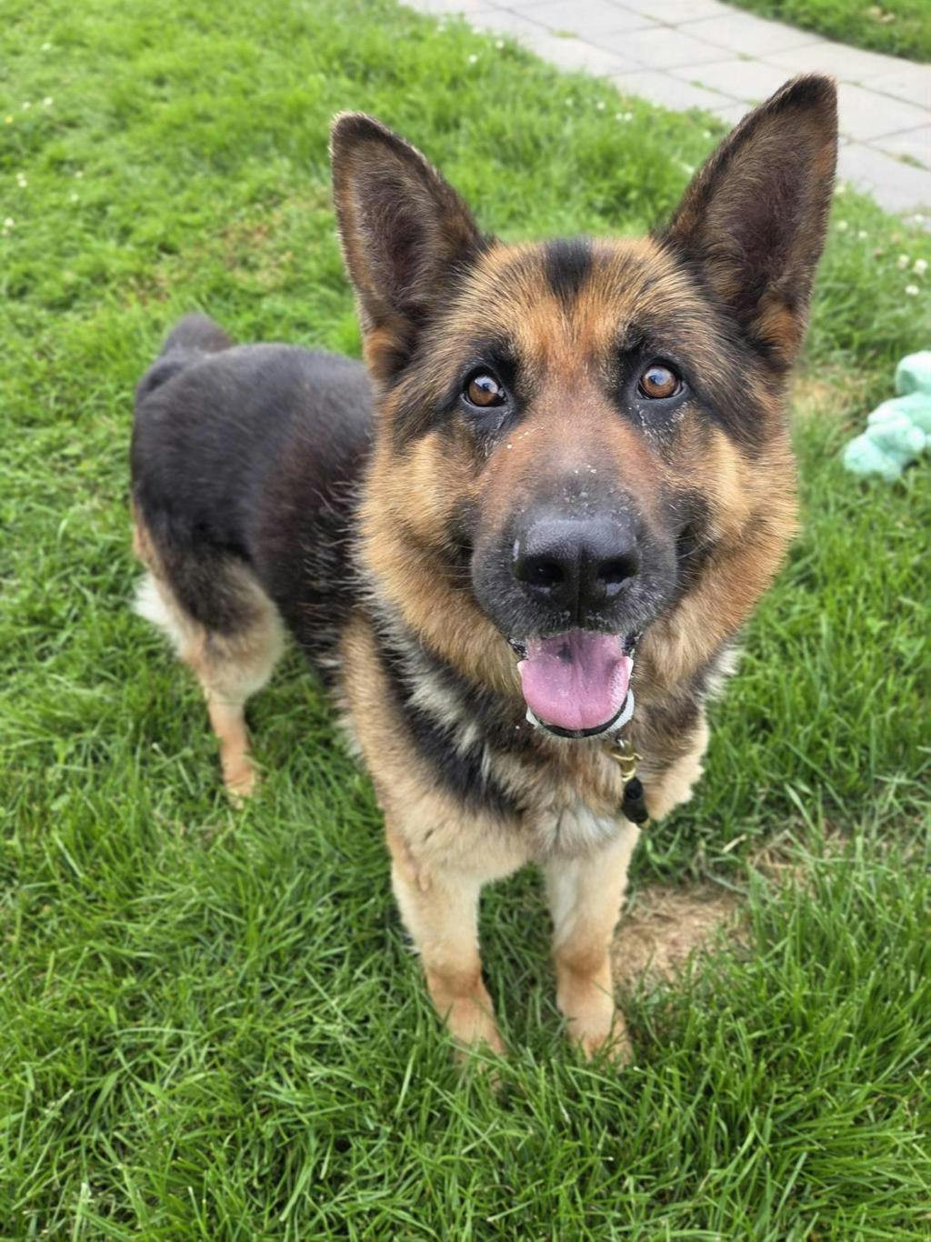 German Shepherd