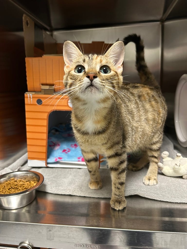 Kiara (kiki) Image