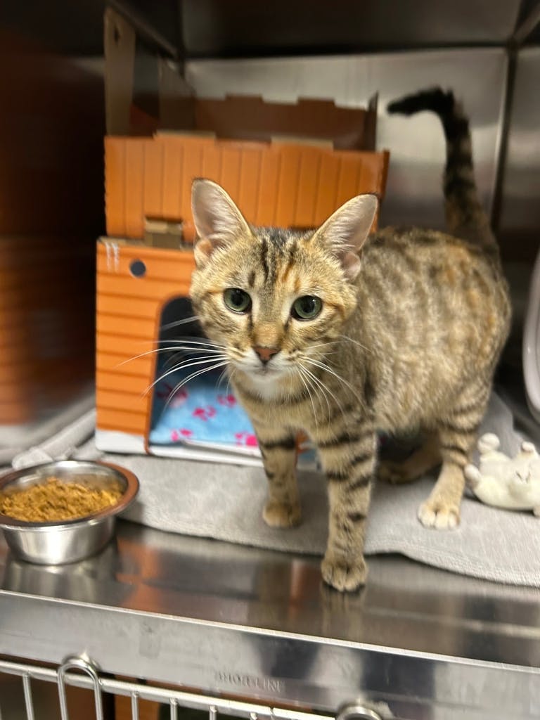 Kiara (kiki) Image