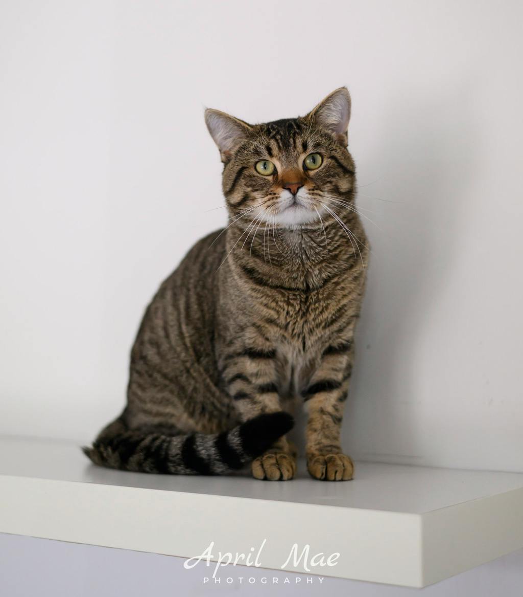 Toast – Petsmart Image