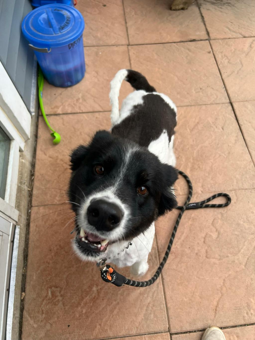 Oreo
