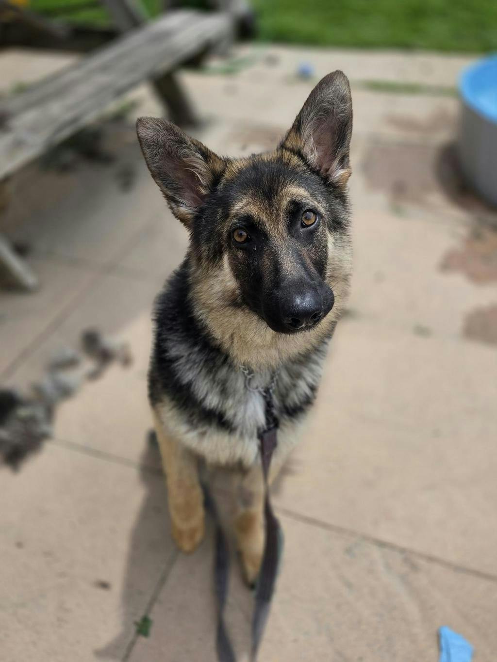 Taz