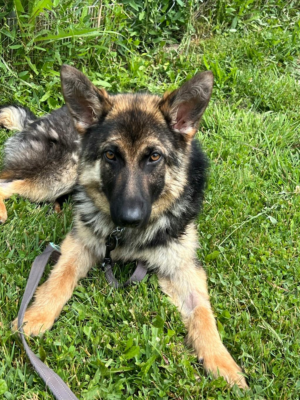Taz Image