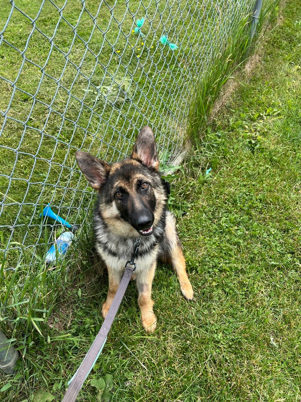 Taz Image