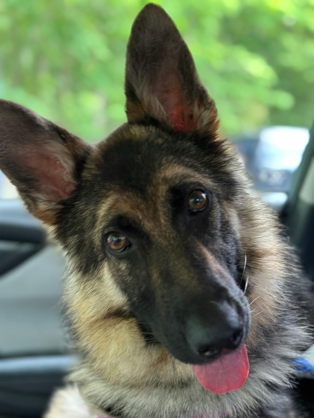German Shepherd