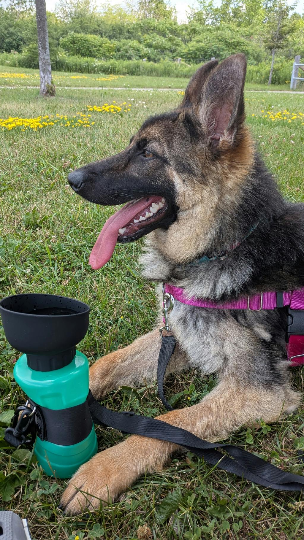 Taz