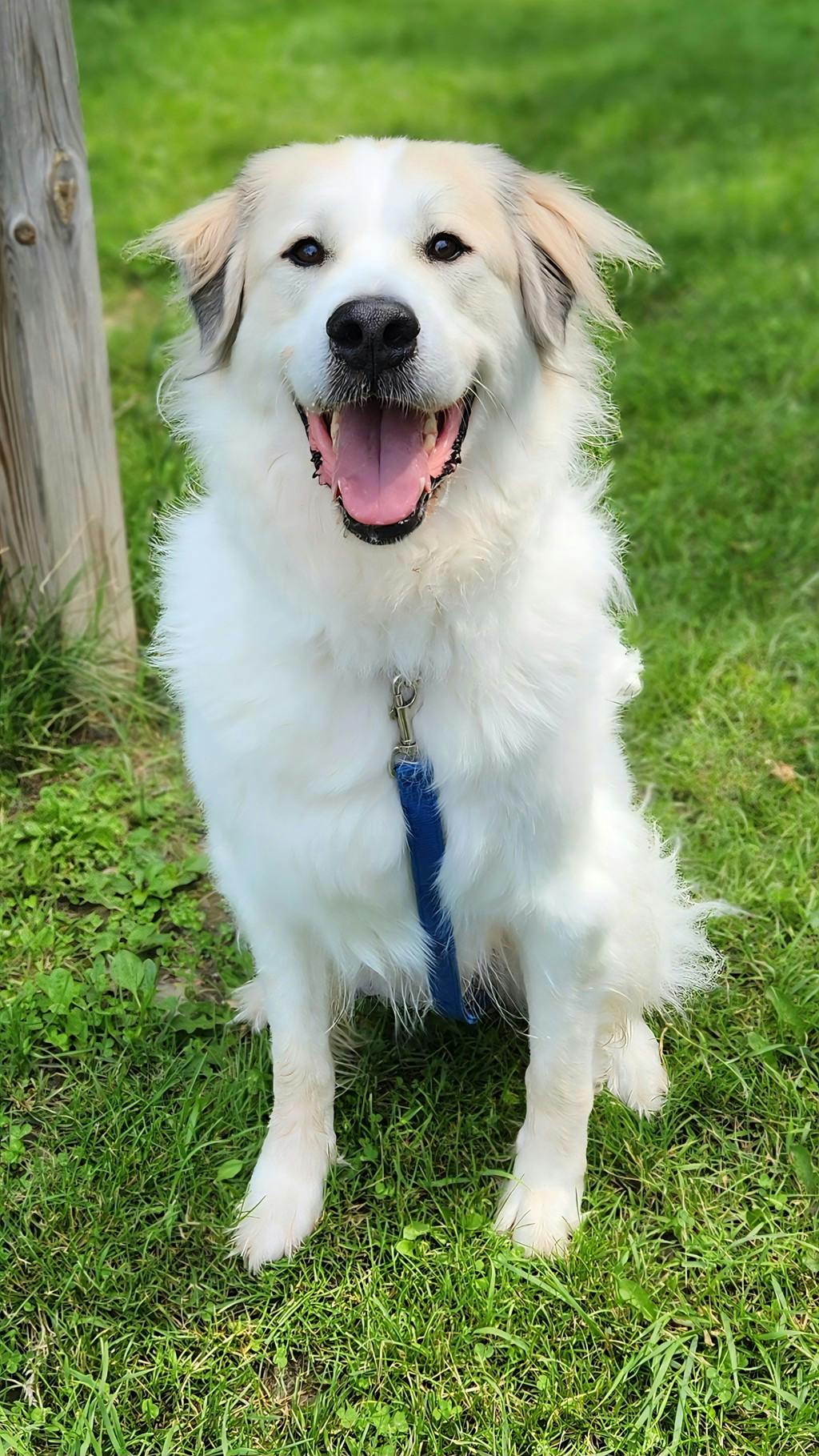Great Pyrenees