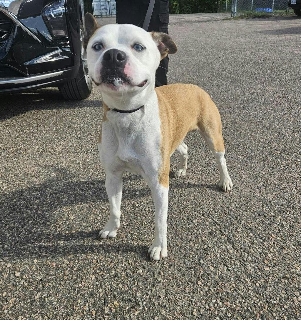 Ranger