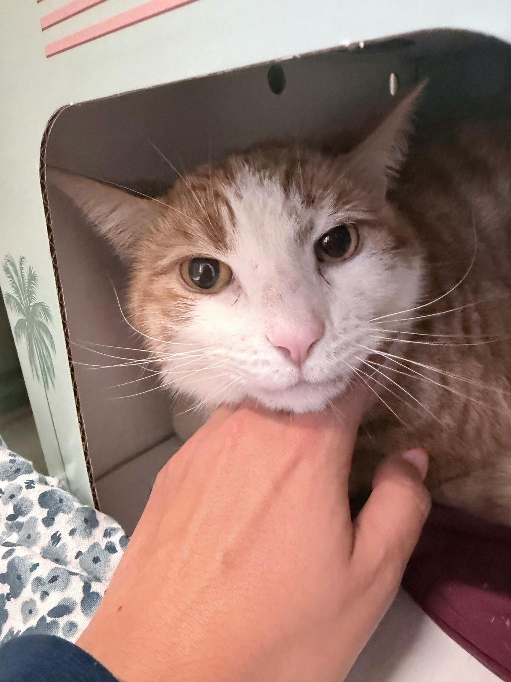 Oliver Image
