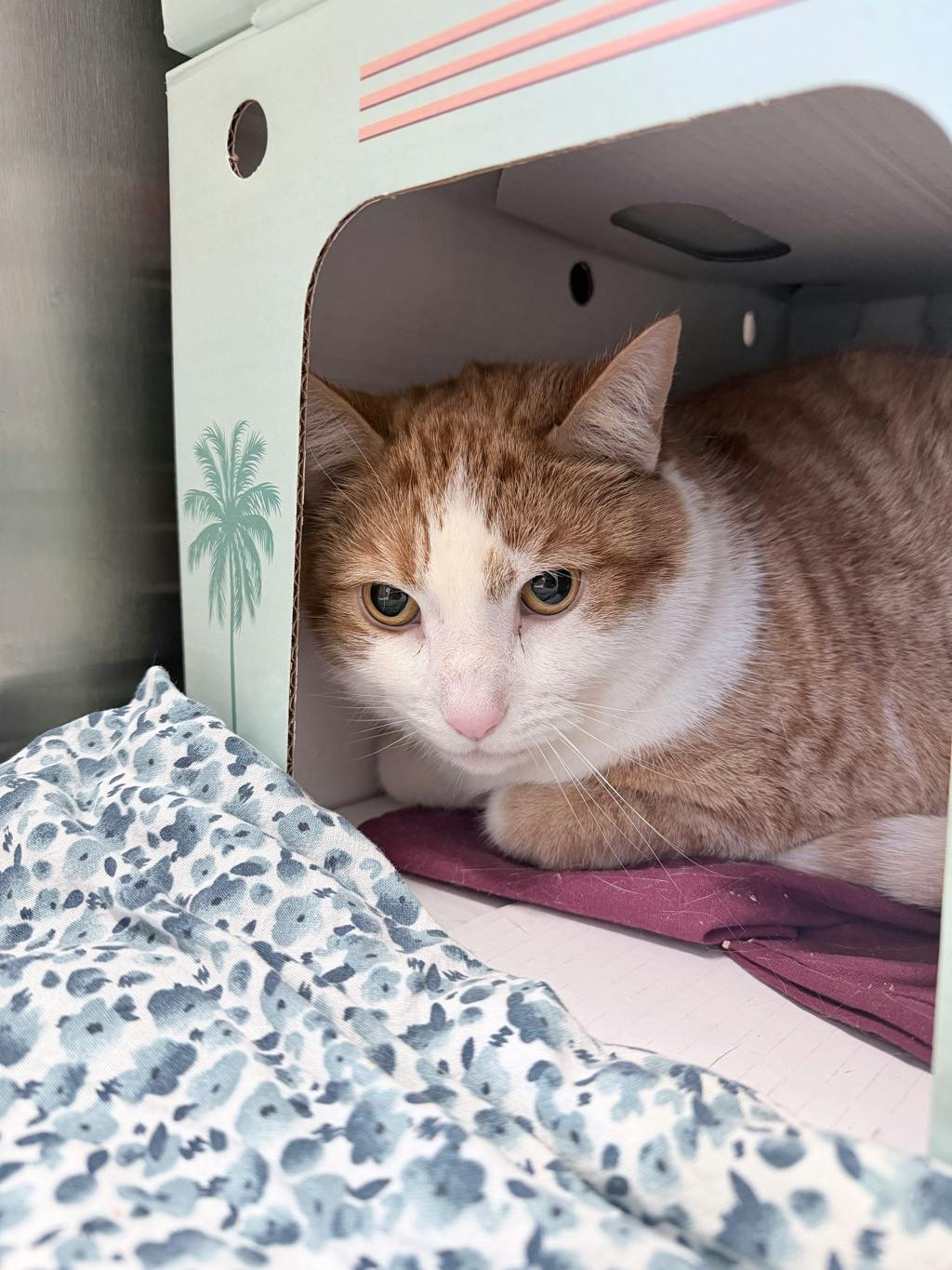 Oliver Image