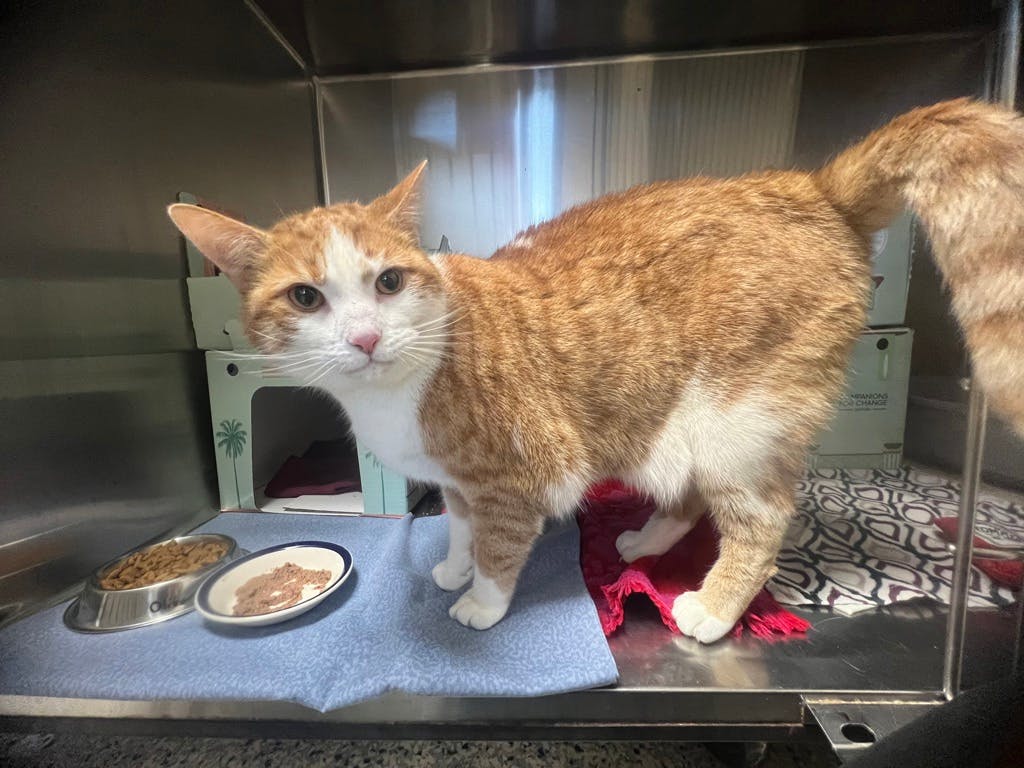 Oliver Image