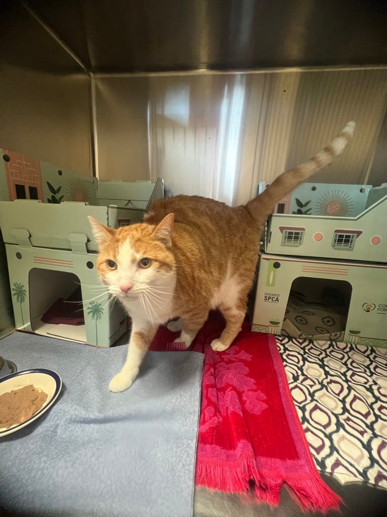 Oliver Image