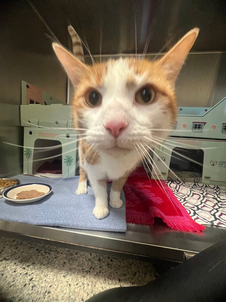 Oliver Image