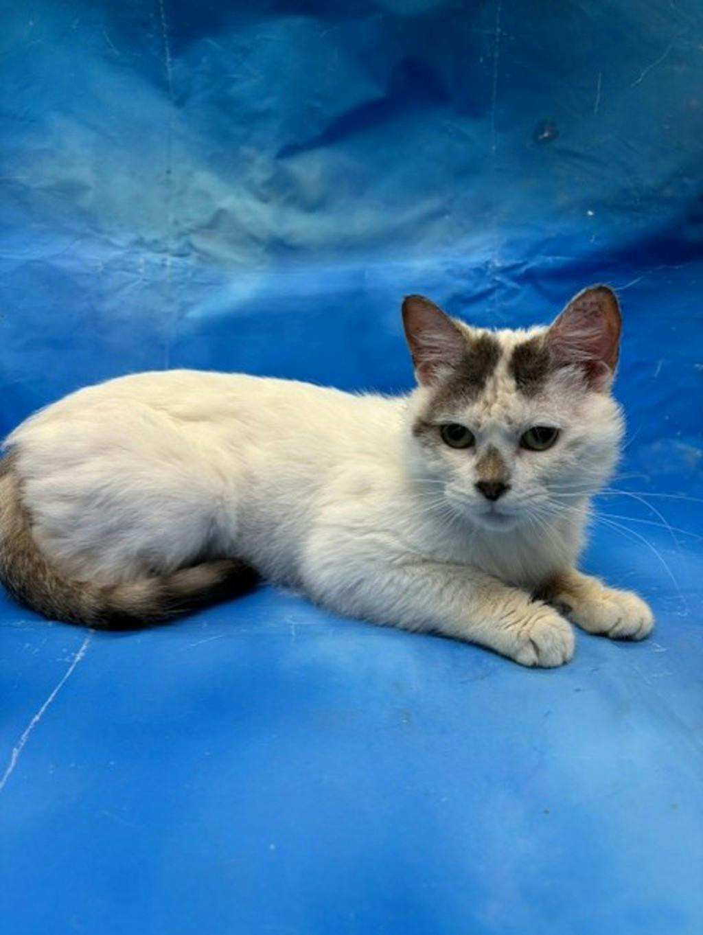 Pippin Image