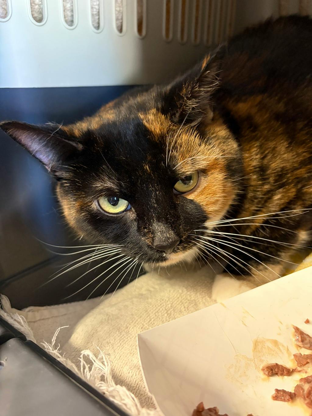 Minnie, a 5 years and 2 months old Tortoiseshell Female Domestic Short Hair Cat