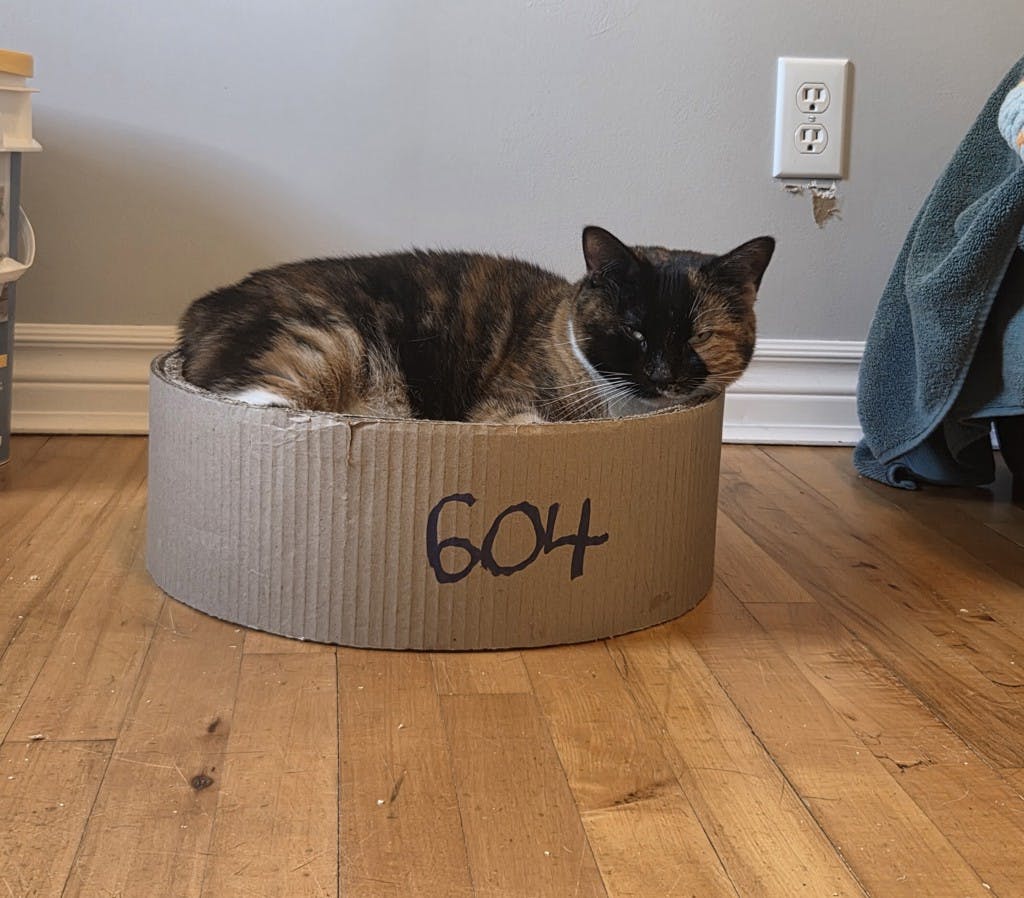 Minnie, a 5 years and 2 months old Tortoiseshell Female Domestic Short Hair Cat
