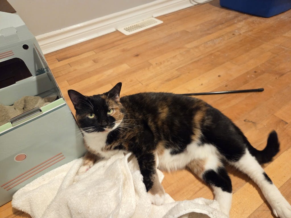 Minnie, a 5 years and 2 months old Tortoiseshell Female Domestic Short Hair Cat
