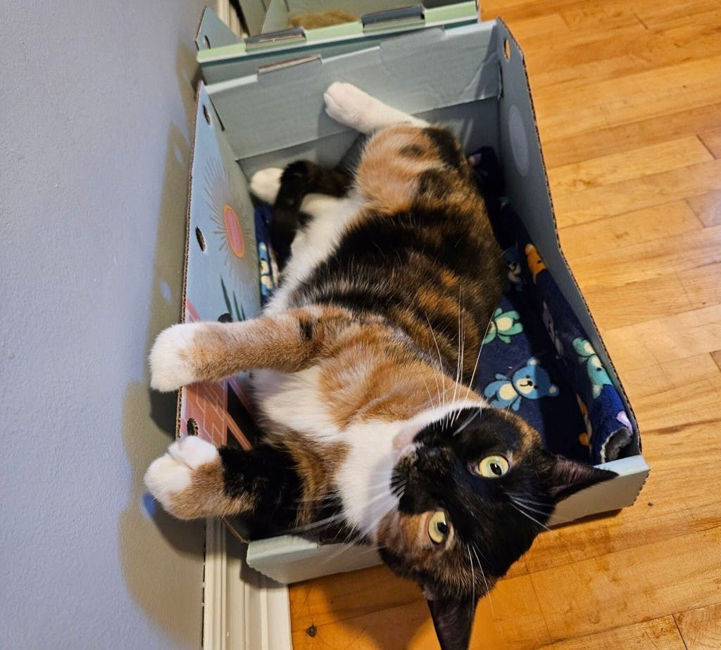 Minnie, a 5 years and 2 months old Tortoiseshell Female Domestic Short Hair Cat
